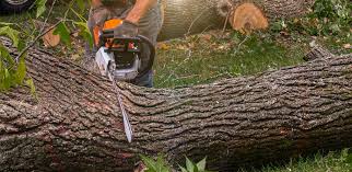 Best Fruit Tree Pruning  in Smyrna, DE