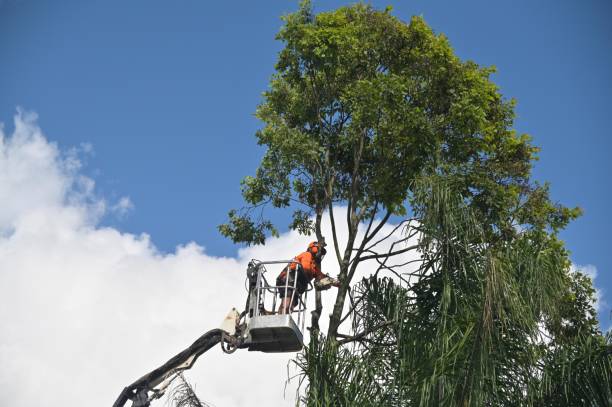 Best Utility Line Clearance  in Smyrna, DE